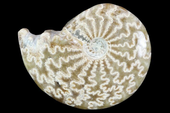 Polished, Agatized Ammonite (Cleoniceras) - Madagascar #117422